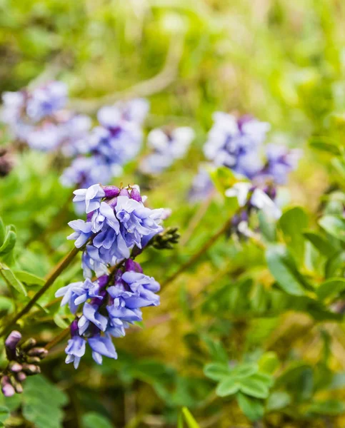 Astragalus Oroboides Beautifully Blooming Flower Wild Natural Environment Family Fabaceae — Stock Photo, Image