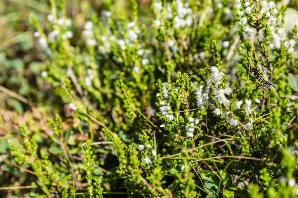 Struik Struik Calluna Vulgaris Met Minder Voorkomende Witte Bloemen Het — Stockfoto