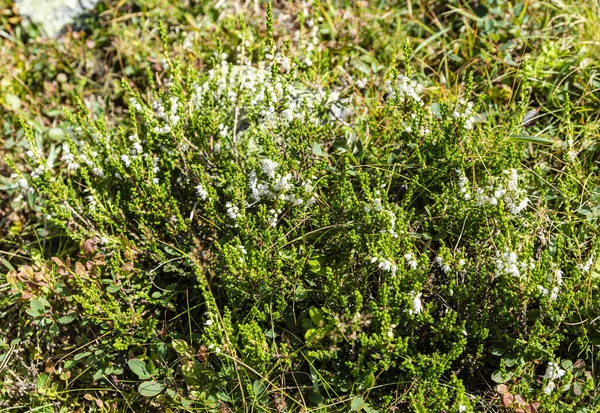 Arbusto Postrado Calluna Vulgaris Con Flores Blancas Ocurre Naturaleza Sobre — Foto de Stock