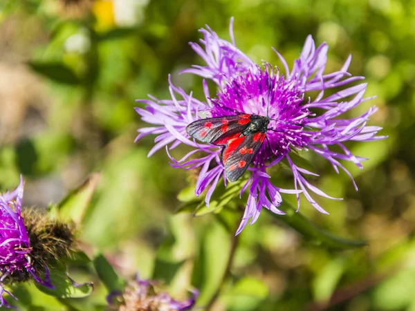 Papillon Zygaena Filipendulae Sur Fleur Centaurea — Photo