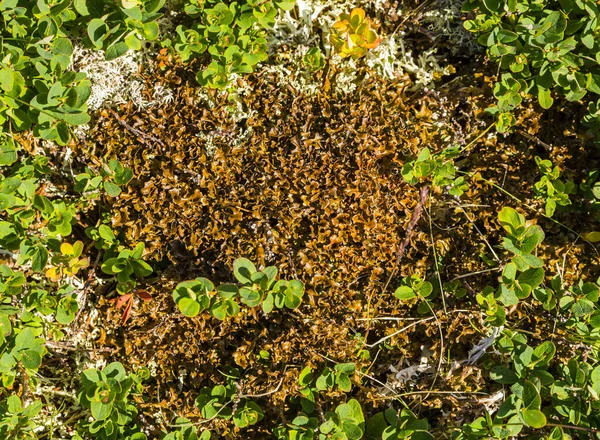 Lichen Iceland Moss Cetraria Islandica Wild Mountains Brown Form Coloring — Stock Photo, Image