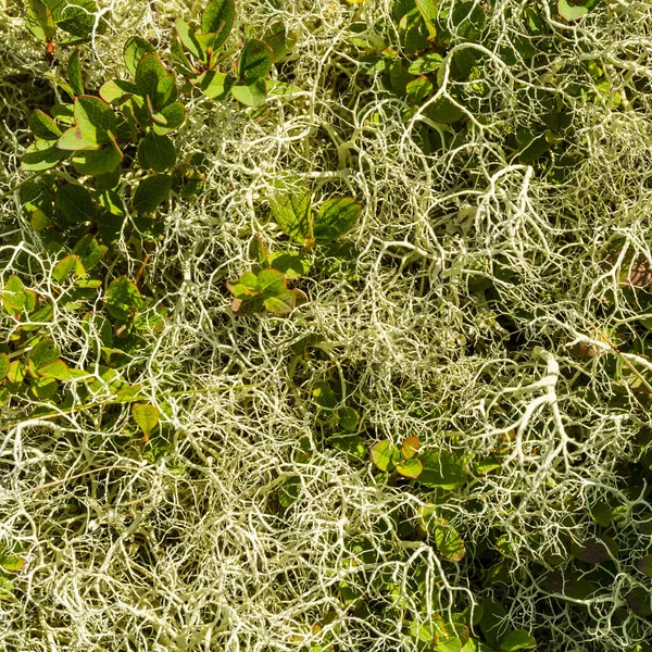 Beautiful Mix High Mountain Lichen Alectoria Ochroleuca Species — Stock Photo, Image