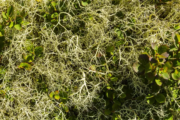 Beautiful Mix Alpine Lichen Alectoria Ochroleuca Species — Stock Photo, Image