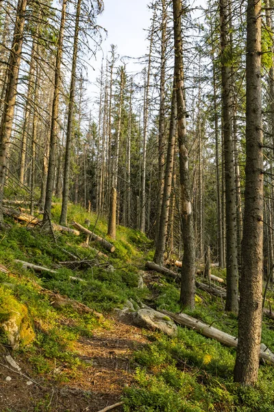 Camino Través Del Bosque Viejo Parte Los Árboles Caídos Cortados —  Fotos de Stock