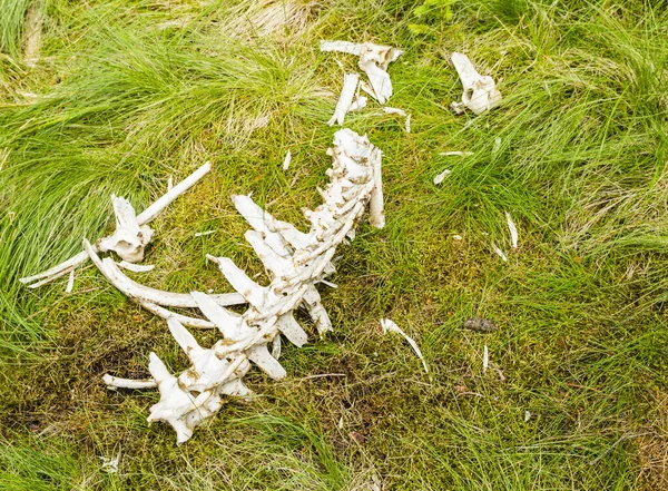 Grama Permaneceu Coluna Vertebral Fragmentos Outros Ossos Depois Comer Carne — Fotografia de Stock