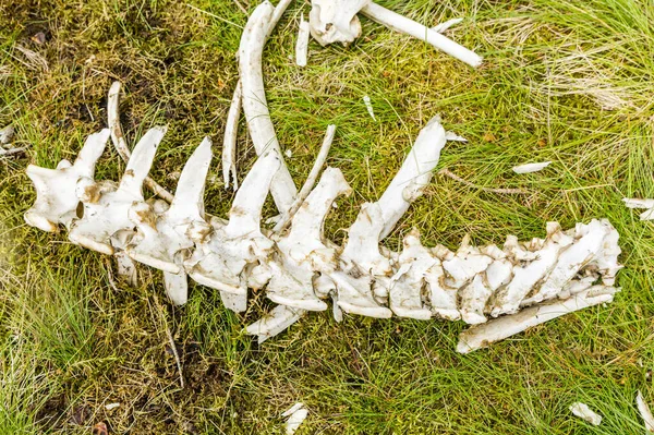病気や弱い個人の自然な選択 草の上で捕食者によって肉を食べた後 他の骨の背骨と断片のまま — ストック写真