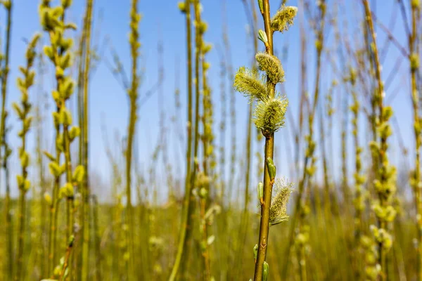 ヤナギにオスの子ネコ Salix 春の太陽の下で — ストック写真