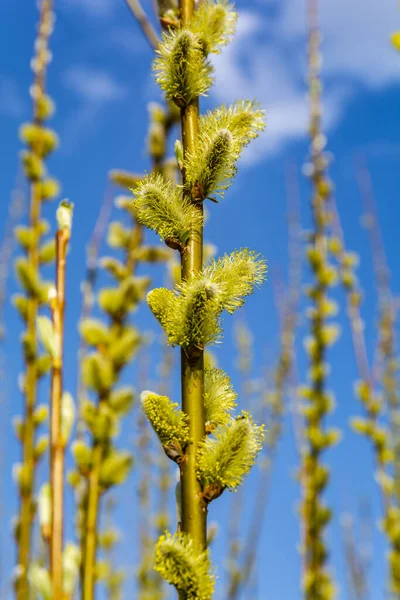 春の到来とイースターのシンボルを発表 ヤナギの上のオスの猫 Salix — ストック写真