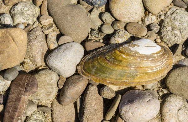 Anodonta sp. Unionidae familyasından bir tatlı su midyesi türüdür ve Unionidae familyasından bir çift kapakçık yumuşakçasıdır..