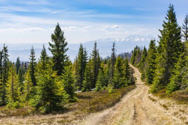 Dağların karlı zirvelerini gören turistik bir patikaya çıkan orman yolu..