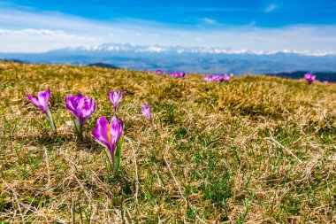 Crocus Scepusiensis - Arka planda Tatra Dağları panoraması ile ilkbaharın başlarında açan güzel mor çiçek. Gorce Dağlarından Görünüm.