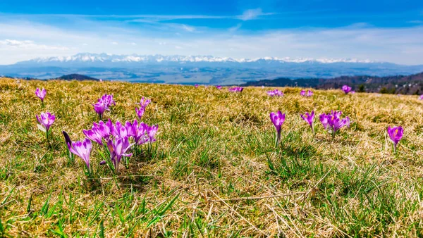 Eine Gruppe Lila Blumen Crocus Scepusiensis Die Zeitigen Frühling Auf — Stockfoto
