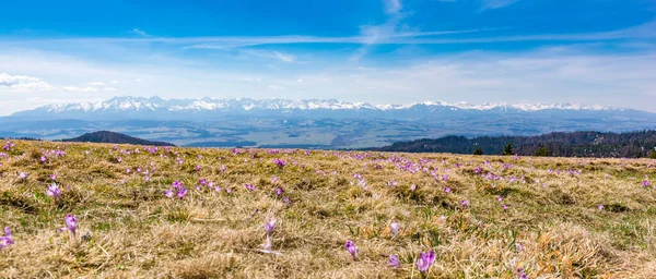 Bergglade Hala Dluga Het Nationaal Park Gorce Met Bloeiende Bloemen — Stockfoto