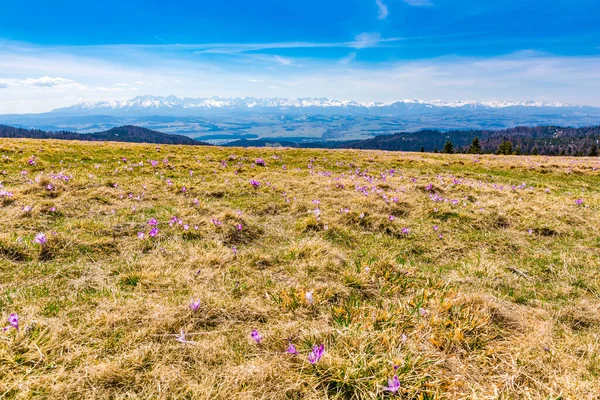 Mountain Glade Hala Dluga Turbacz Peak Gorce National Park Flowers — Stock Photo, Image