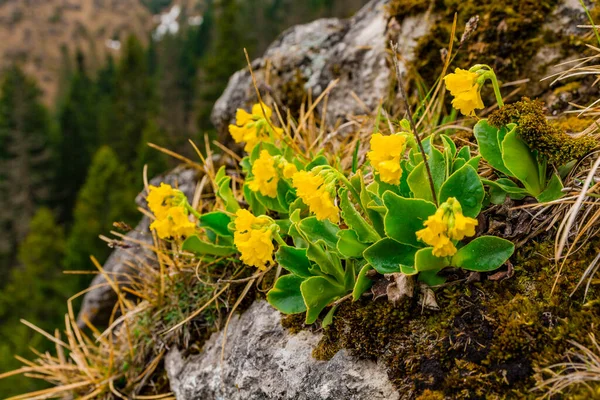 Primula Auricula Mountain Cowslip Bear Ear Желтый Цветок Цветущий Дикой Лицензионные Стоковые Изображения