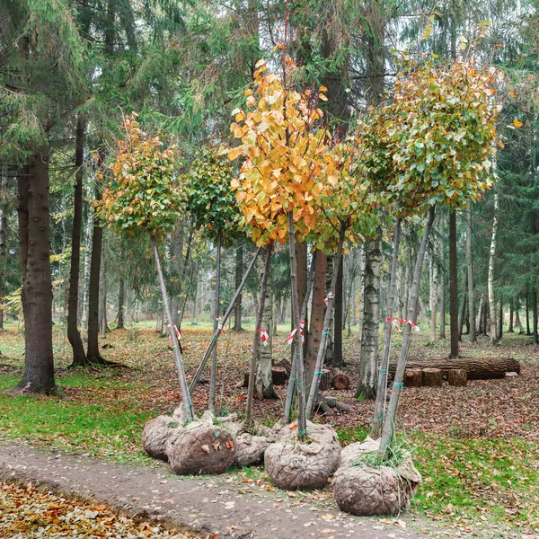 Trees with roots in burlap are ready for planting — Stock Photo, Image