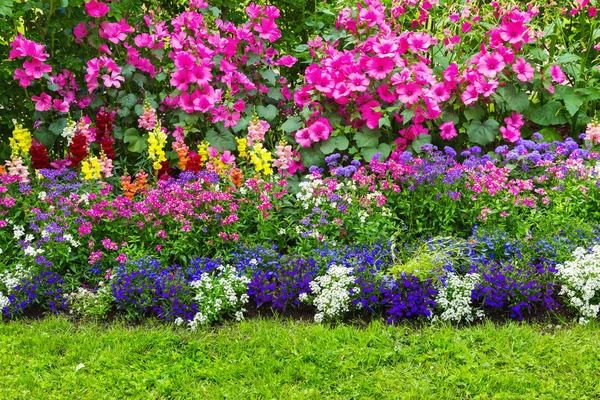 Cama de flores com flores diferentes — Fotografia de Stock