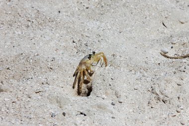 Delik yakınındaki küçük sarı Yengeç.