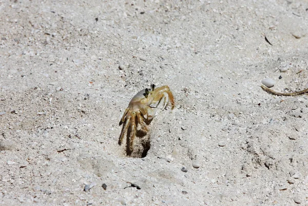 Delik yakınındaki küçük sarı Yengeç.