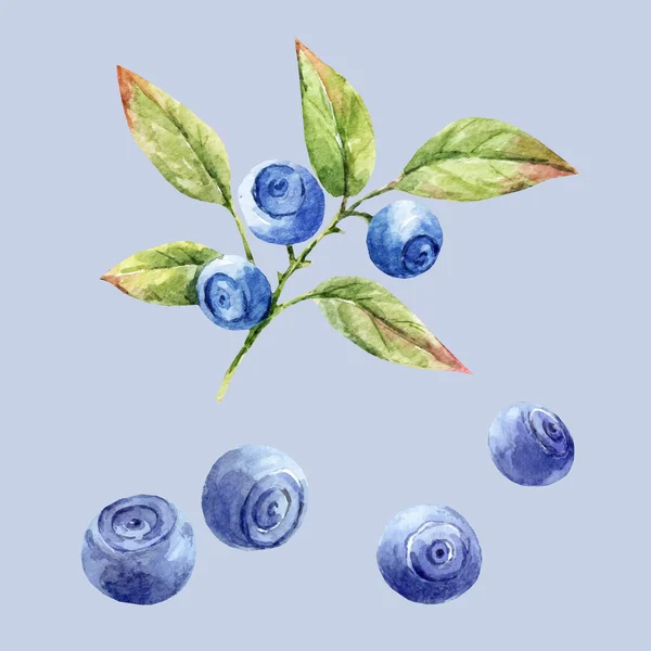 Amoras azuis desenhadas à mão aquarela — Vetor de Stock