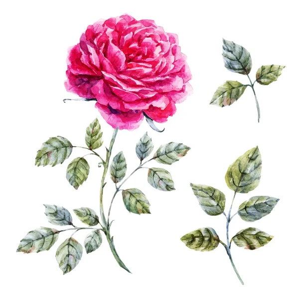 Акварель рука намальована троянда — стоковий вектор