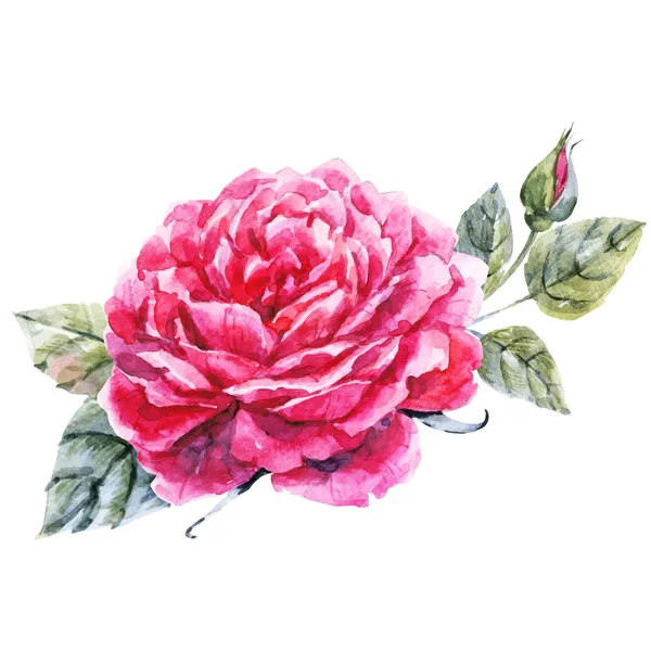 Aquarela mão desenhada rosa — Vetor de Stock