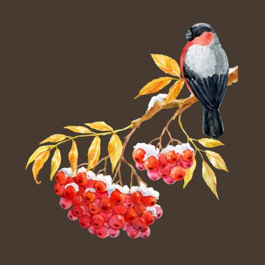 şakrak kuşu ve ashberry