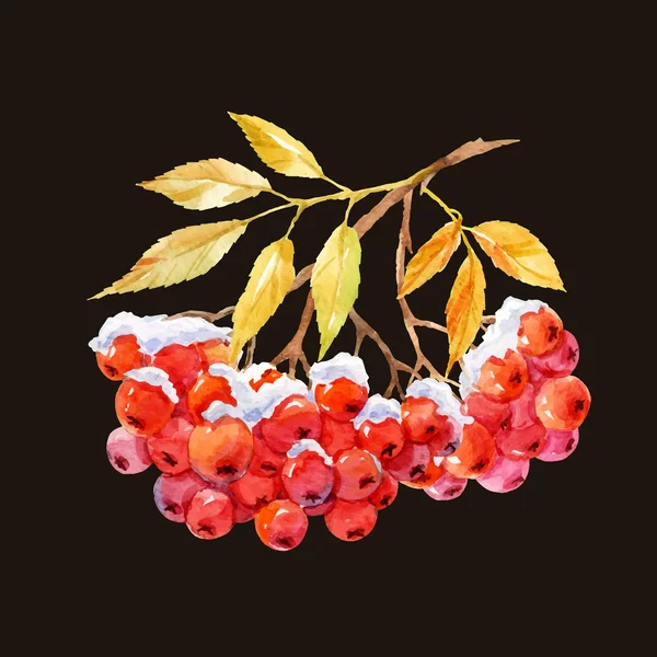 Branche de framboise — Image vectorielle