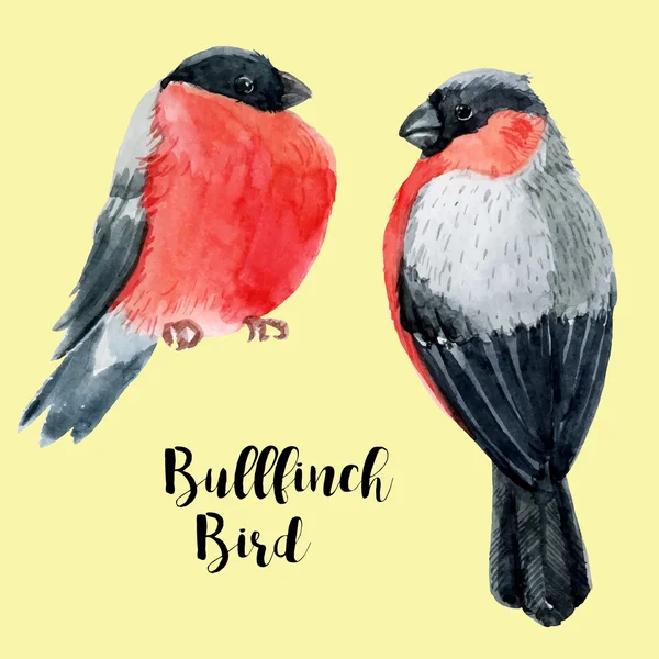 Aquarelle dessinée à la main bullfinch — Image vectorielle