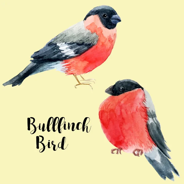 Aquarelle dessinée à la main bullfinch — Image vectorielle