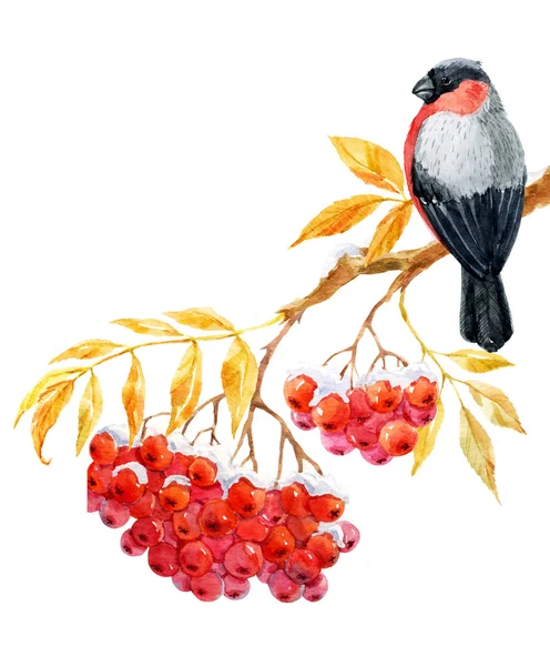 Bullfinch and ashberry — Stock Photo, Image