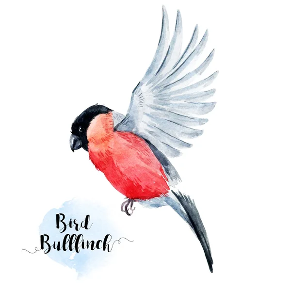 Acquerello disegnato a mano bullfinch — Foto Stock