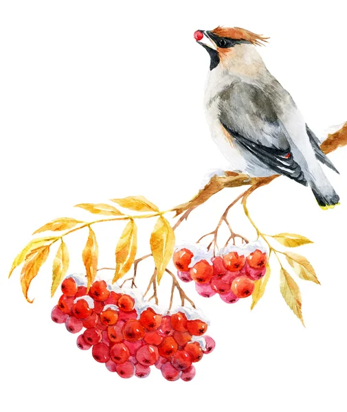 Waxwing bird and ashberry — Stock Photo, Image