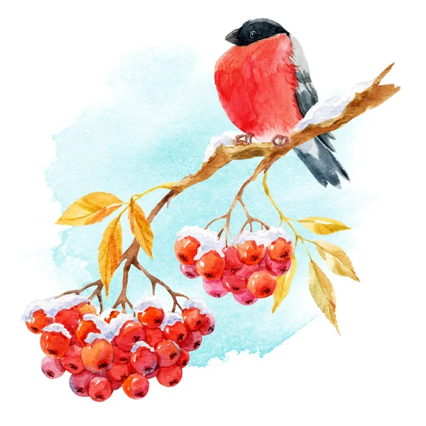 Bullfinch and rowan — Stock Photo, Image