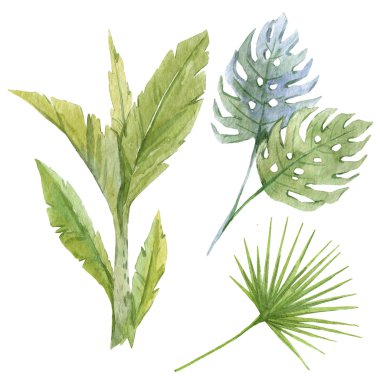 Suluboya tropikal kompozisyon