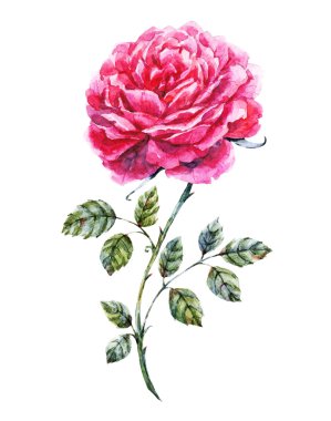 Suluboya elle çizilmiş gül