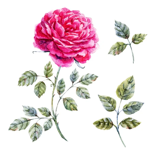 Acquerello disegnato a mano rosa — Foto Stock