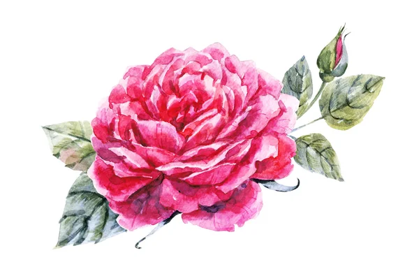 Watercolor hand drawn rose — Stock Photo, Image