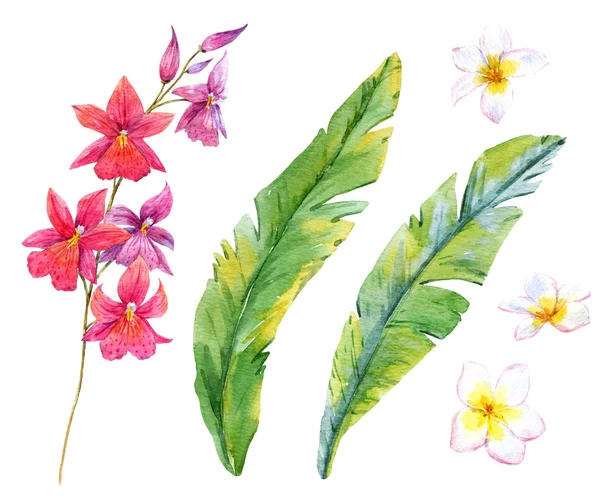 Watercolor tropical set — Φωτογραφία Αρχείου