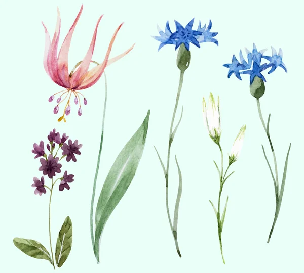 Aquarell Wildblumen — Stockvektor