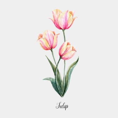 Watercolor pink-yellow tulip flower clipart
