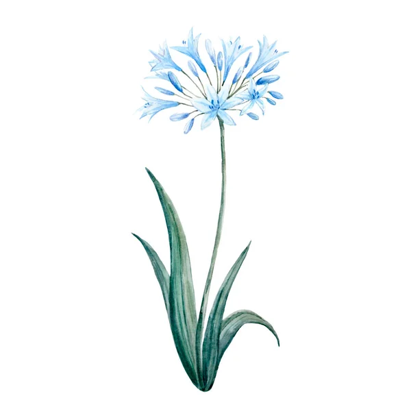 Acuarela agapanthus flor azul — Vector de stock