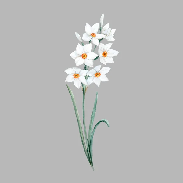 Aquarel kleine narcissen bloem — Stockvector