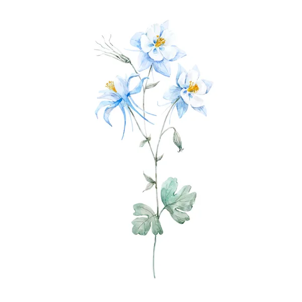 Aquarela azul flor akilegiya —  Vetores de Stock