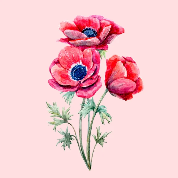 Aquarelle fleur d'anémone rouge — Image vectorielle