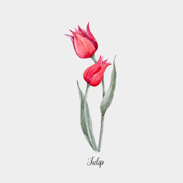 Akwarela czerwony tulipan kwiat — Wektor stockowy