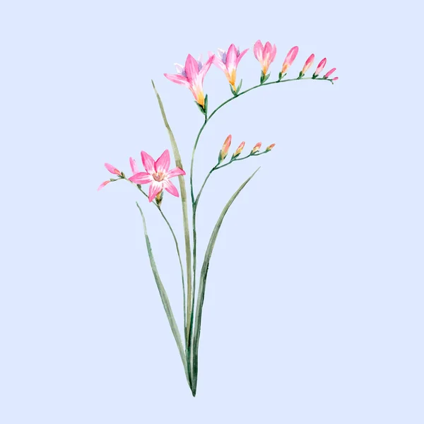 Flor freesia rosa aquarela — Vetor de Stock