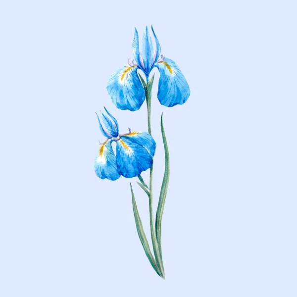 Flor de íris selvagem azul aquarela — Vetor de Stock