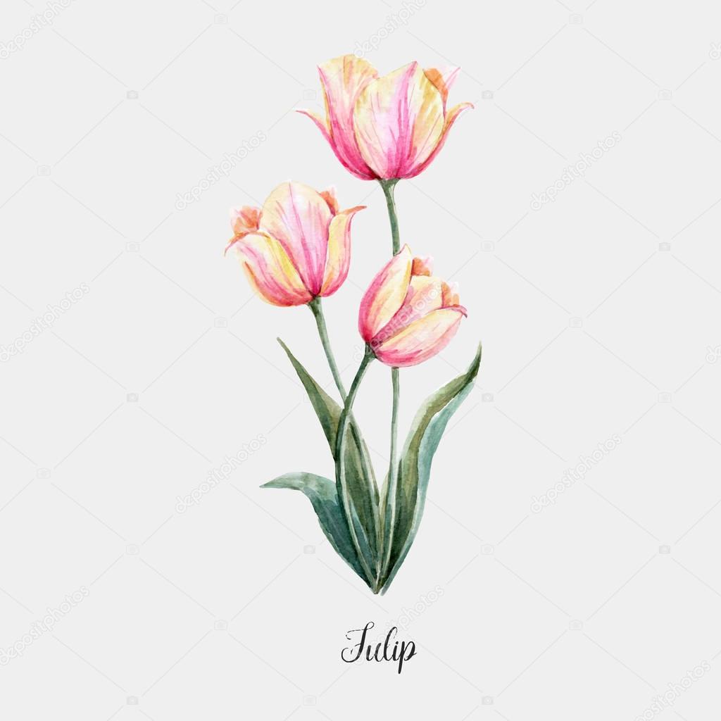 Watercolor pink-yellow tulip flower