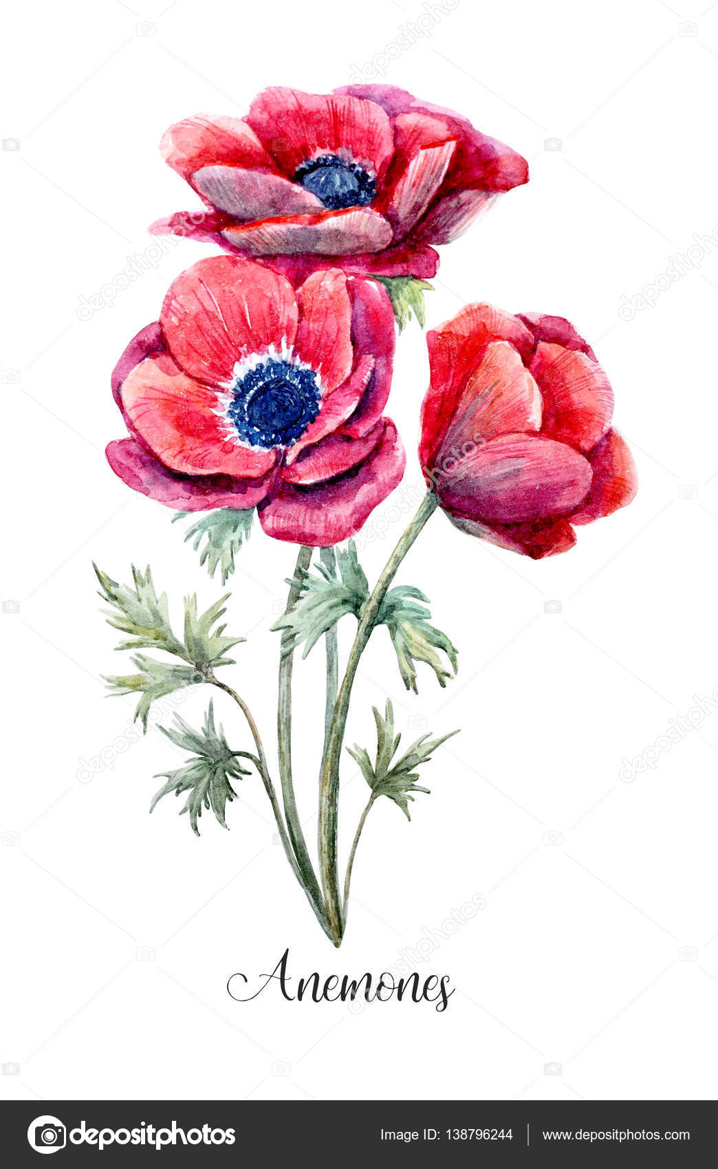 Watercolor red anemone flower — Stock Photo © ZeninaAsya 138796244